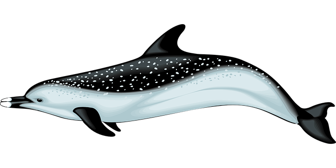 Sparkling Dolphin Illustration PNG with transparent background