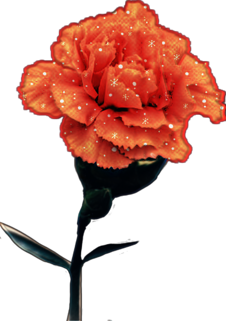 Sparkling Orange Roseon Gray Background