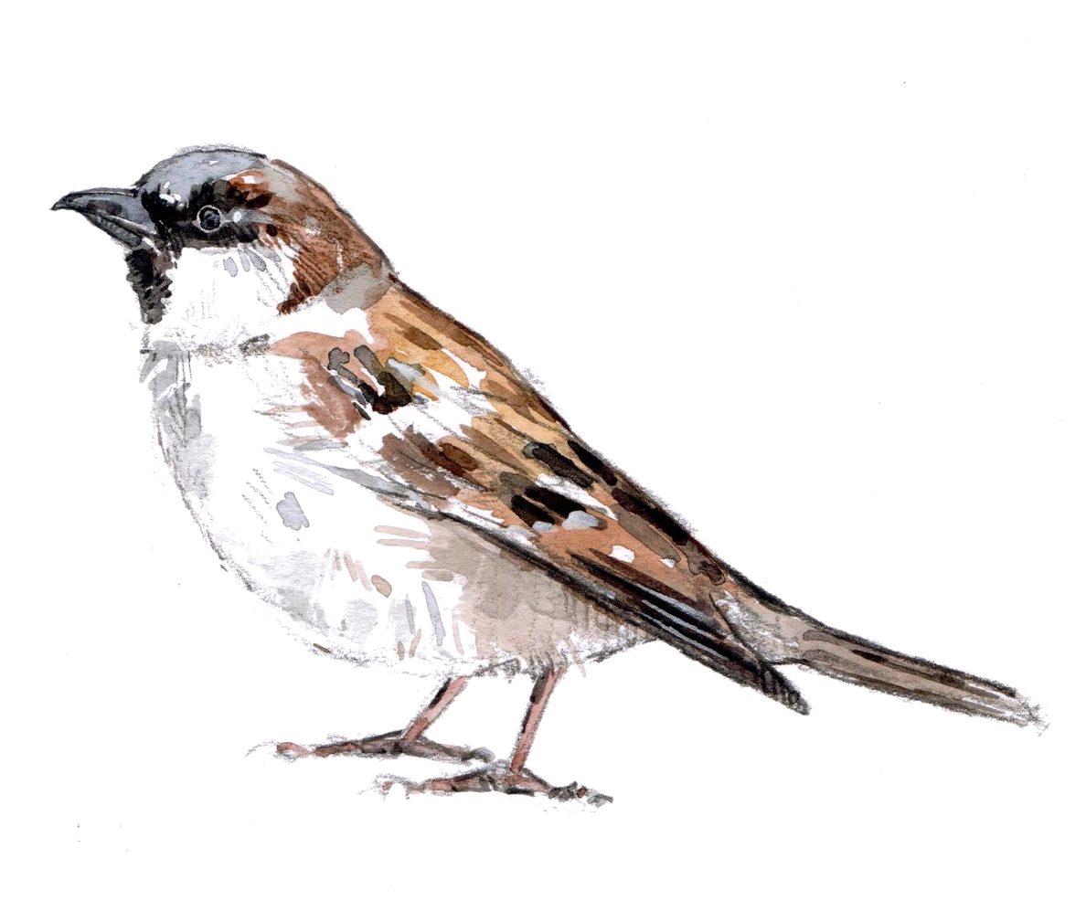 Sparrow Sketch Artwork