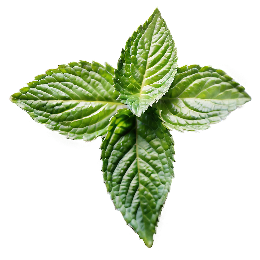 Spearmint Leaves Png 81