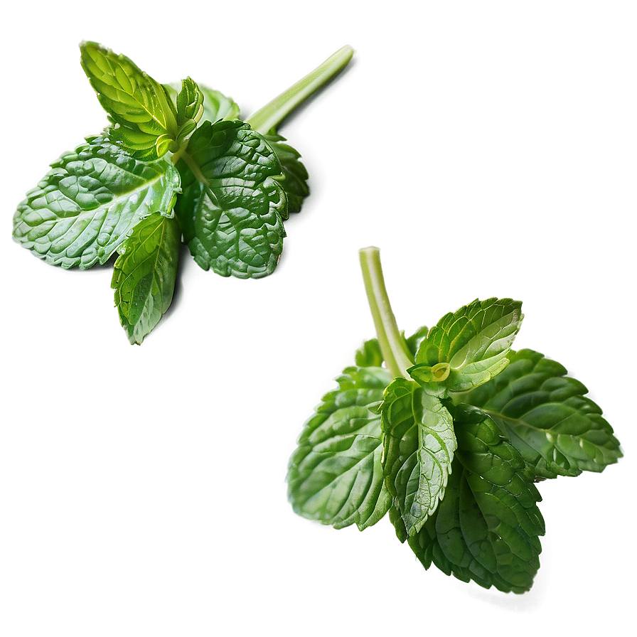 Spearmint Leaves Png Dqa