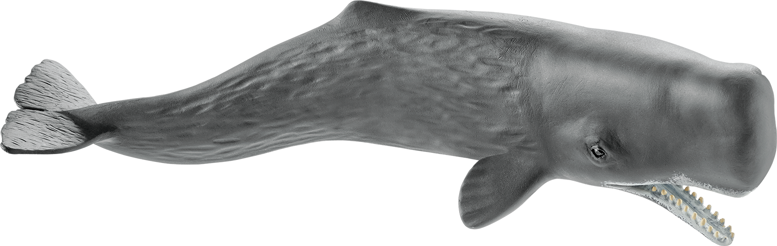 Sperm Whale Illustration