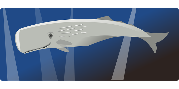 Sperm Whale Illustration PNG with transparent background