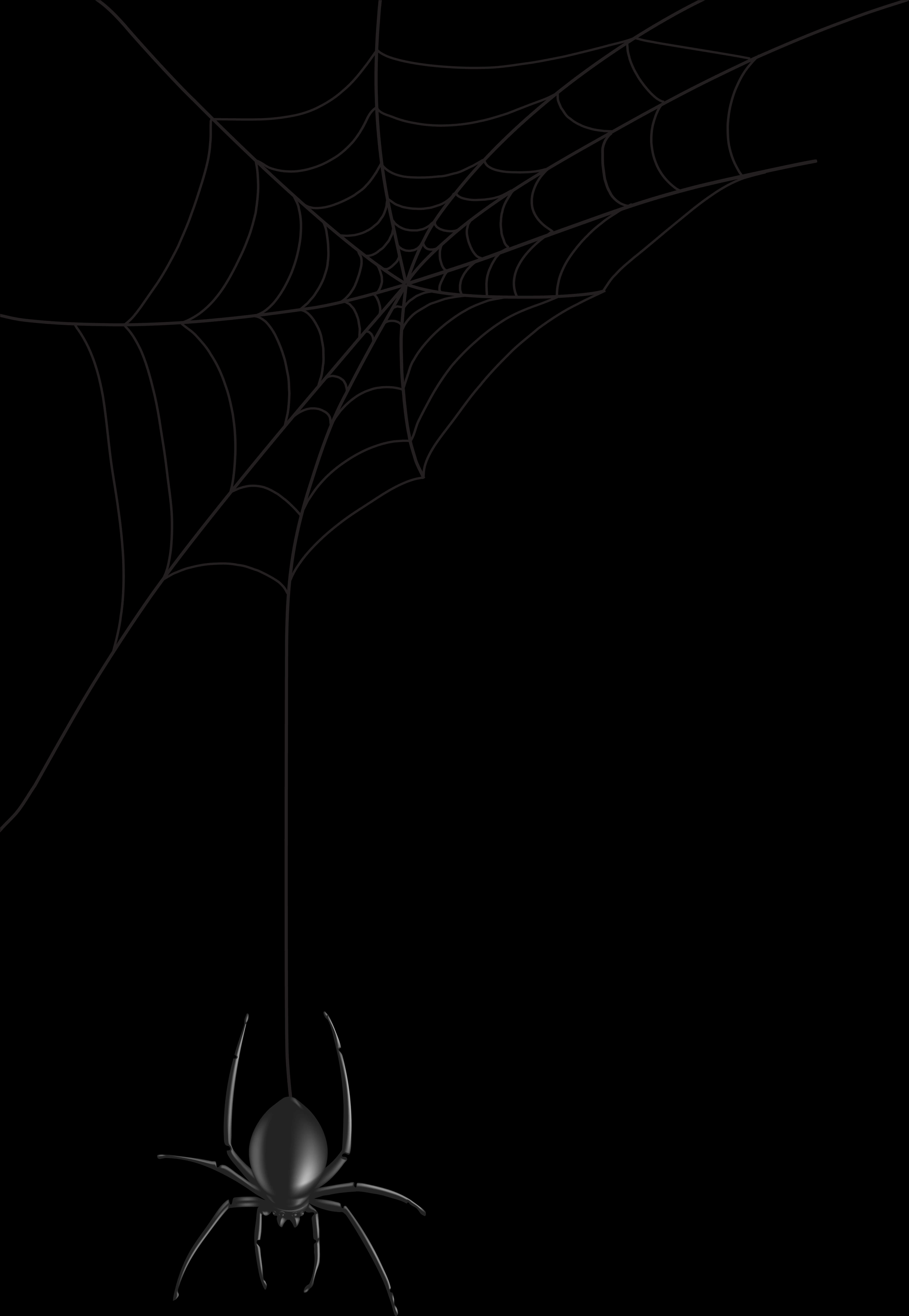 Spider Descending From Web PNG with transparent background
