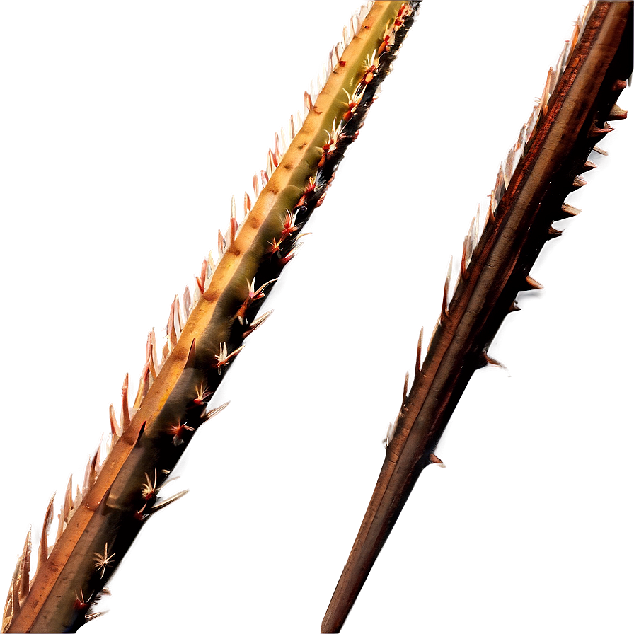 Spikes In Nature Photography Png App