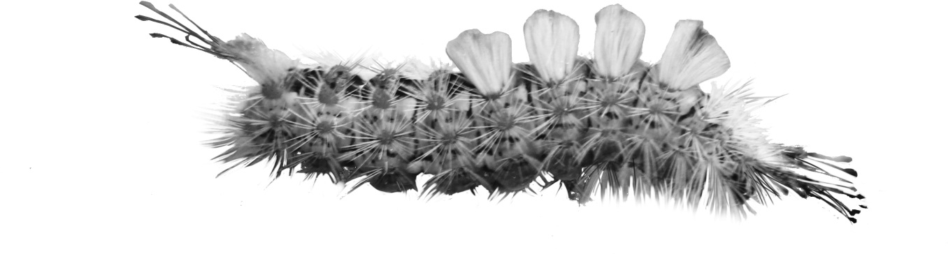 Caterpillar, HD Png Download PNG with transparent background