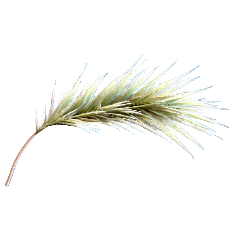 Spiky Desert Grass Png Mox7