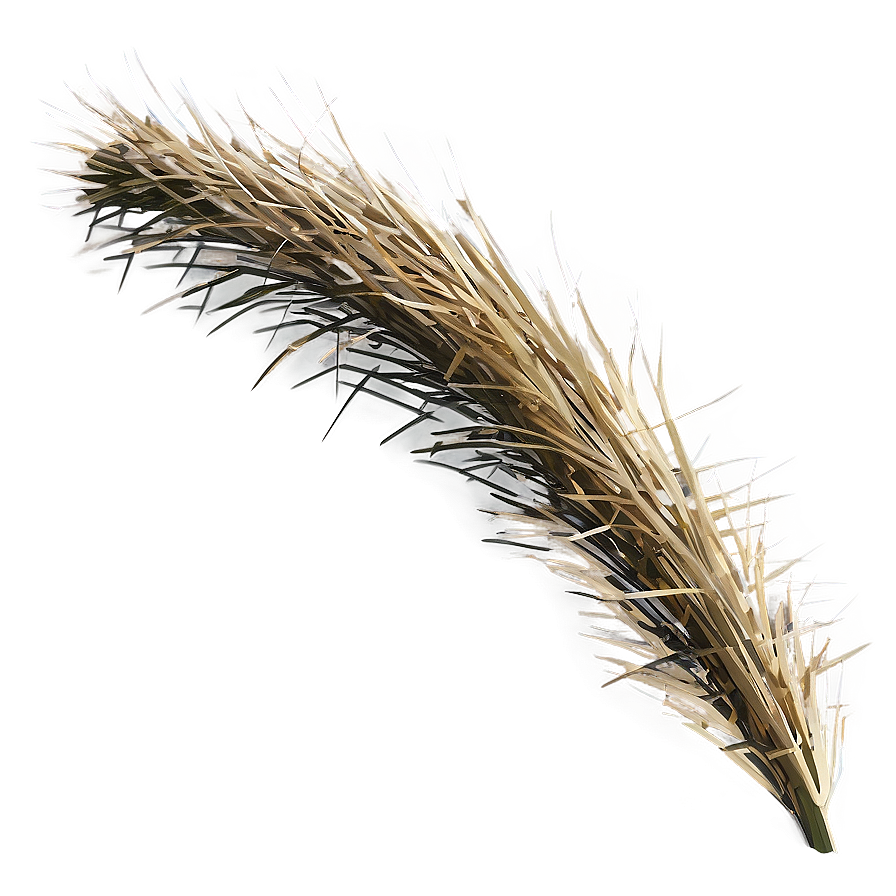 Spiky Desert Grass Png Xad39