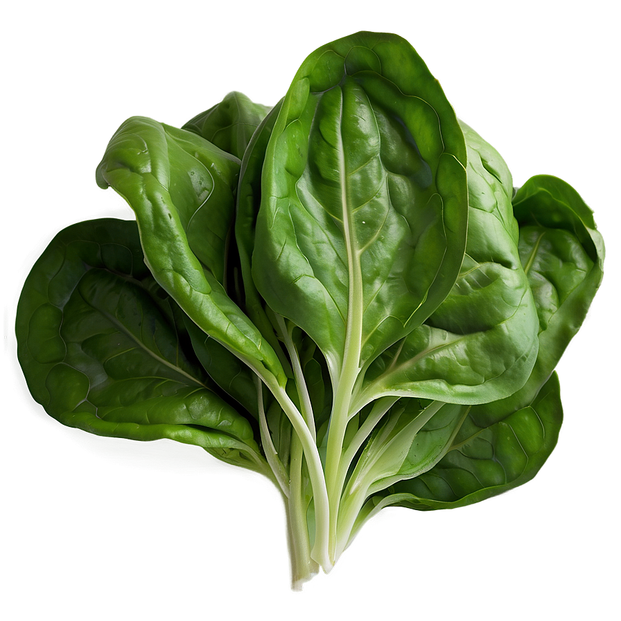 Spinach Lettuce Png Mpc28