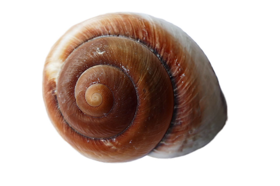 Spiral Brown Seashell Isolated PNG with transparent background