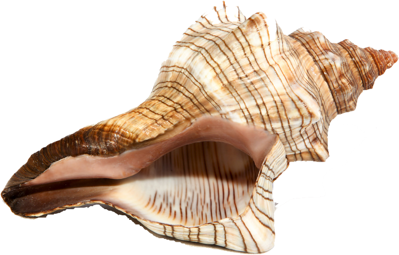 Spiral Conch Shell Isolated