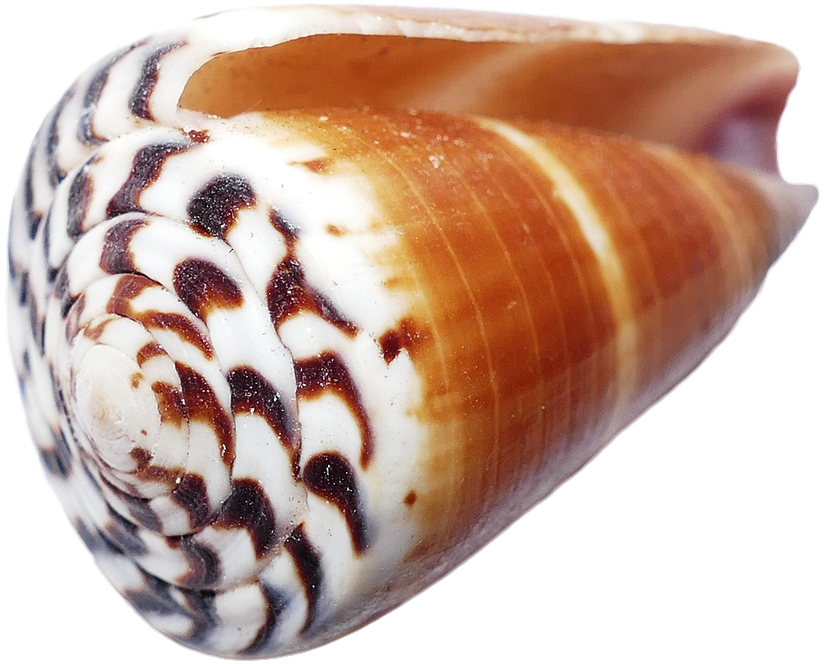 Spiral Seashell Closeup.png