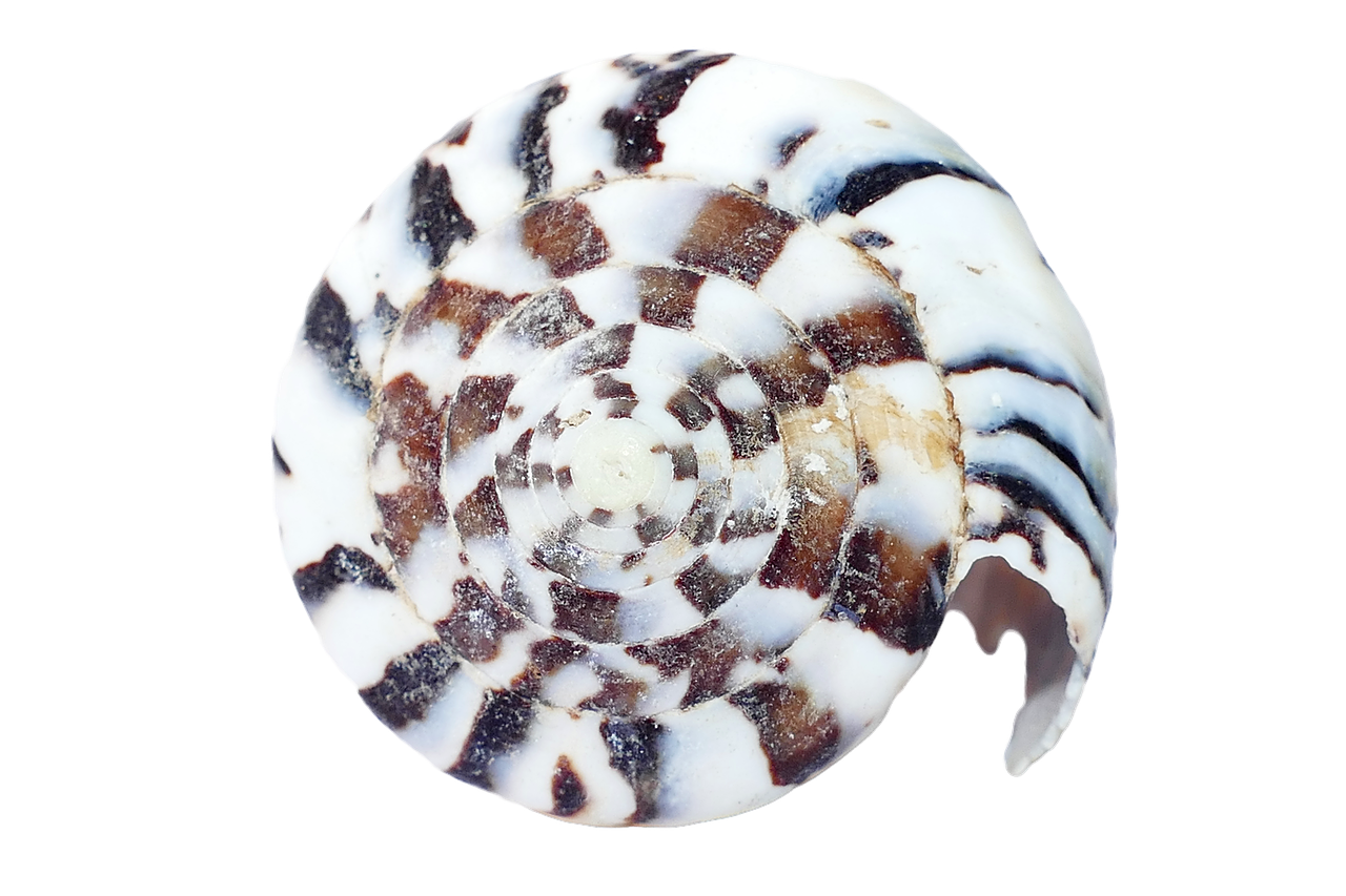 Spiral Seashell Pattern PNG with transparent background