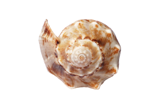 Spiral Seashellon Black Background PNG with transparent background