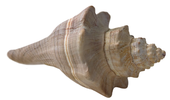 Spiral Seashellon Black Background PNG with transparent background