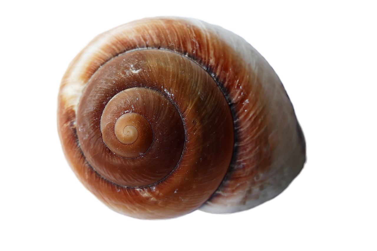 Spiral Seashellon Black Background PNG with transparent background