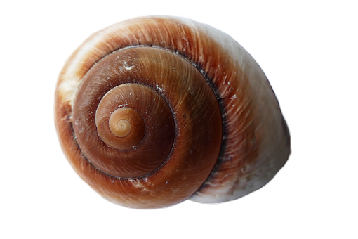 Spiral Seashellon Black Background PNG with transparent background