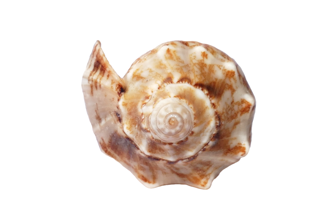 Spiral Seashellon Black Background PNG with transparent background