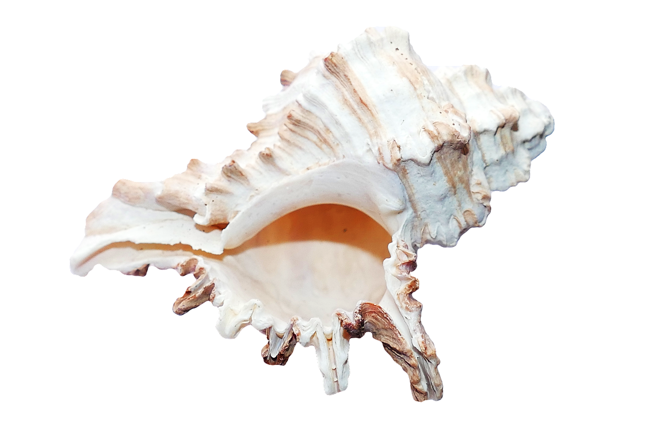 Spiral Shell Black Background PNG with transparent background