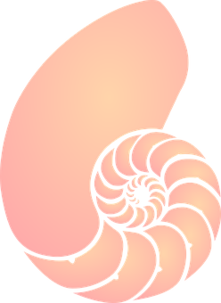 Spiral Shell Illustration PNG with transparent background