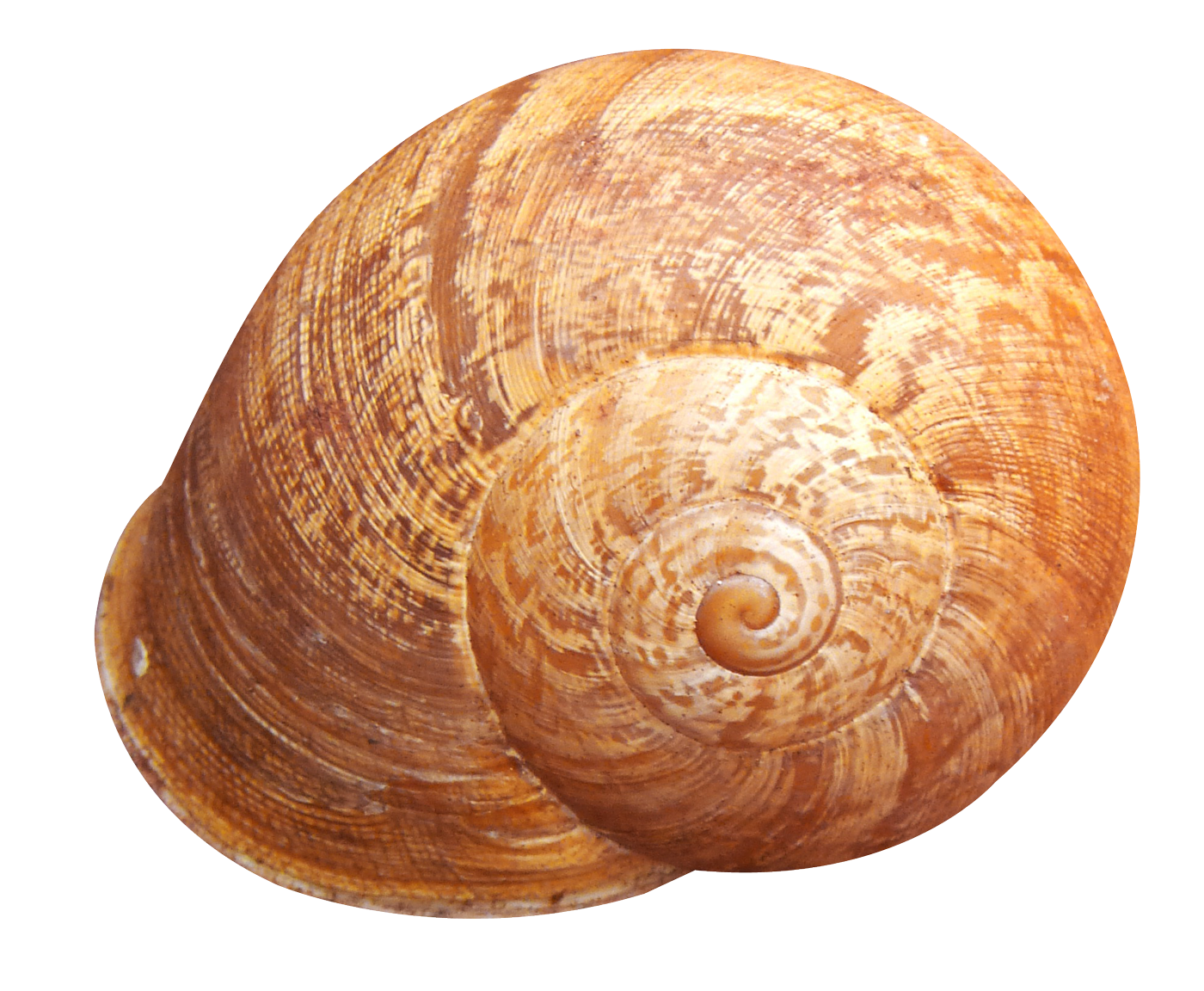 Spiral Shell Isolated Background PNG with transparent background