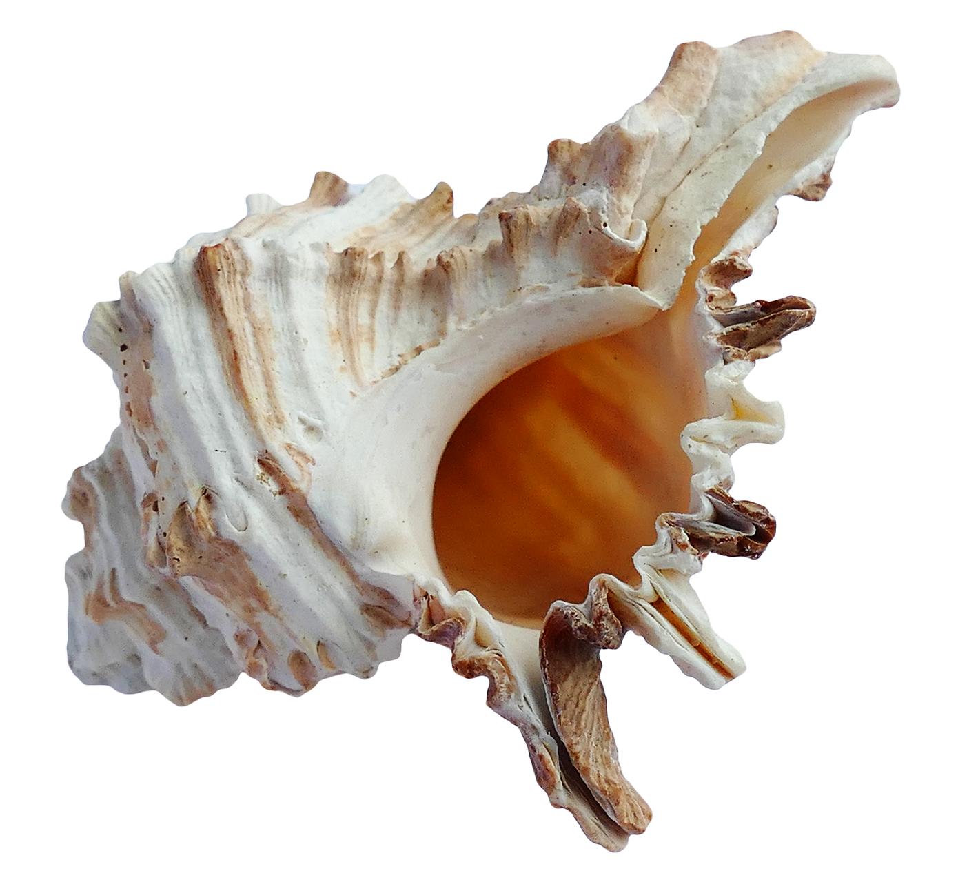 Spiral Shell Isolated.png