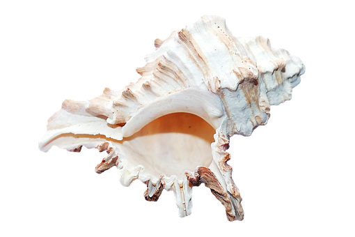 Spiral Shell Isolatedon Black PNG with transparent background