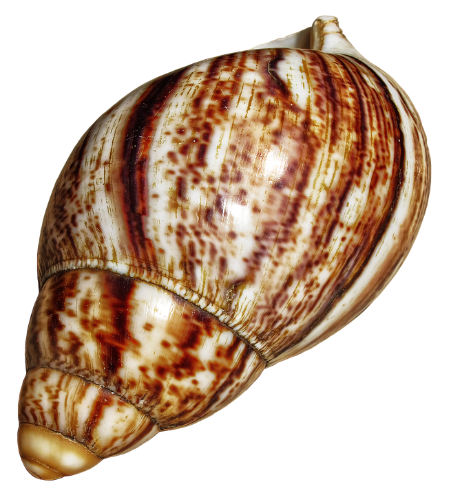 Spiraled Brown Seashell PNG with transparent background