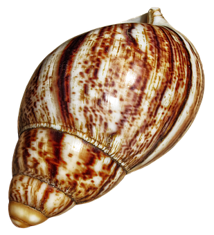 Spiraled Marine Shell PNG with transparent background