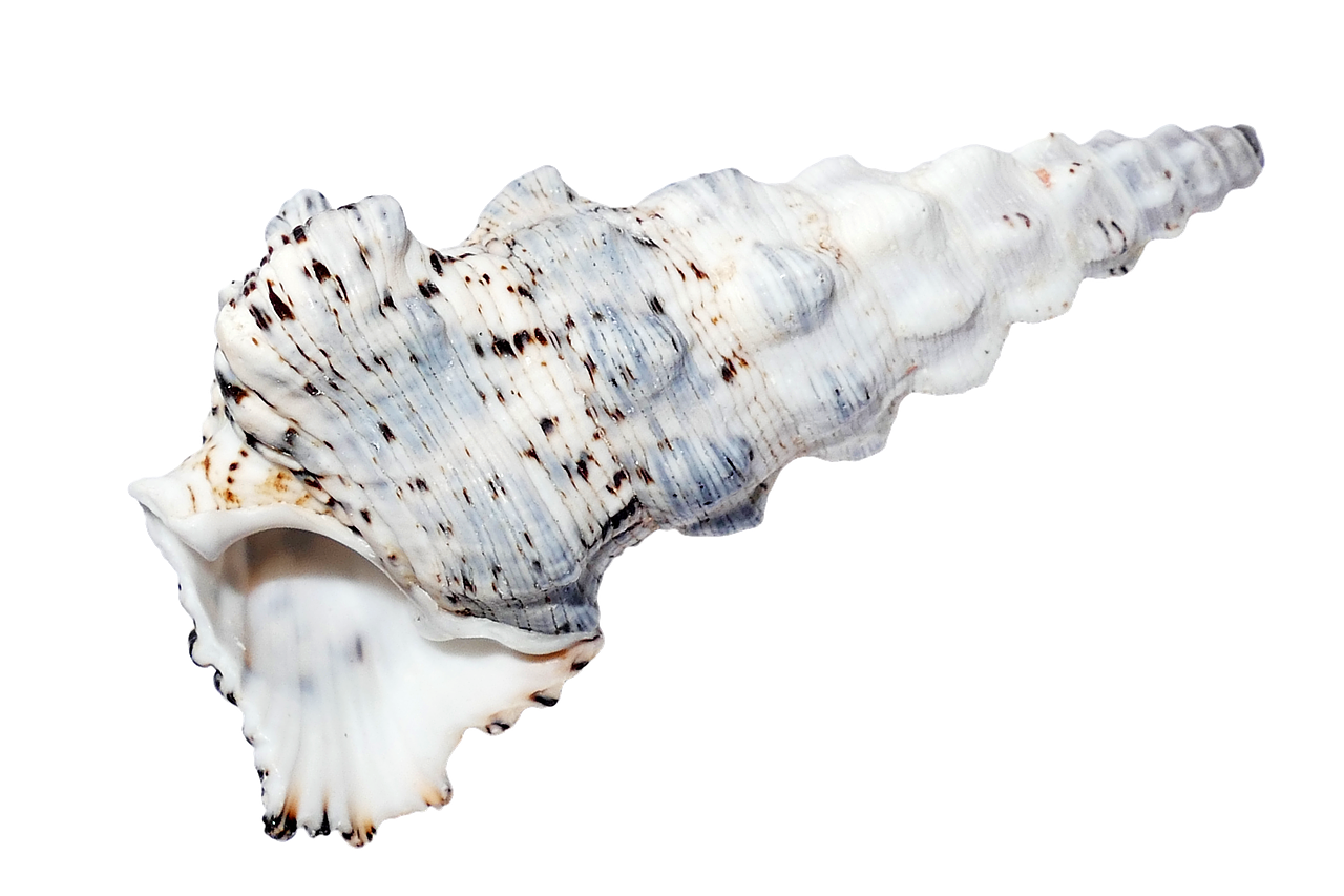 Spiraled Sea Shellon Black Background PNG with transparent background