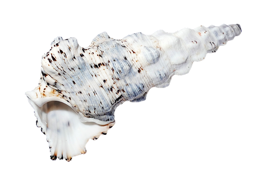 Spiraled Sea Shellon Black Background PNG with transparent background
