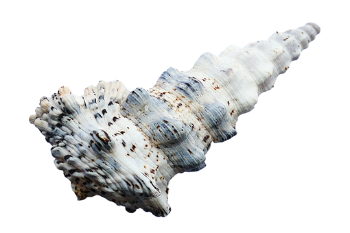 Spiraled Seashell Black Background PNG with transparent background