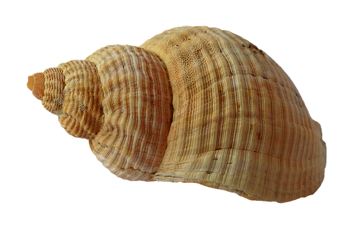 Spiraled Seashell Black Background PNG with transparent background