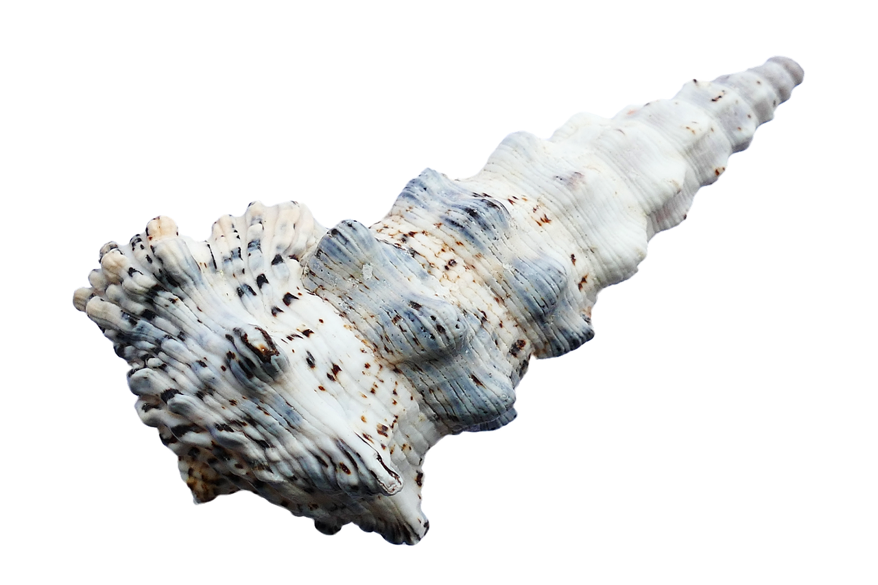 Spiraled Seashell Black Background PNG with transparent background