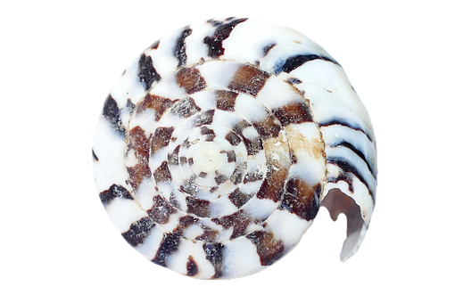 Spiraled Seashell Black White Pattern PNG with transparent background