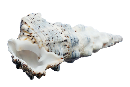 Spiraled Seashell Isolated PNG with transparent background
