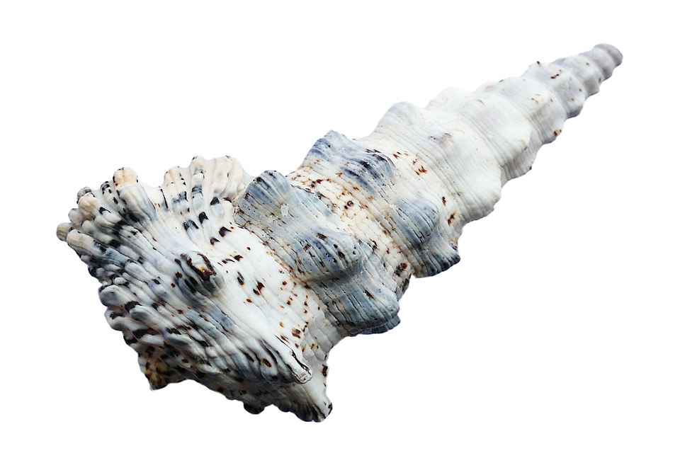 Spiraled Seashell Isolated