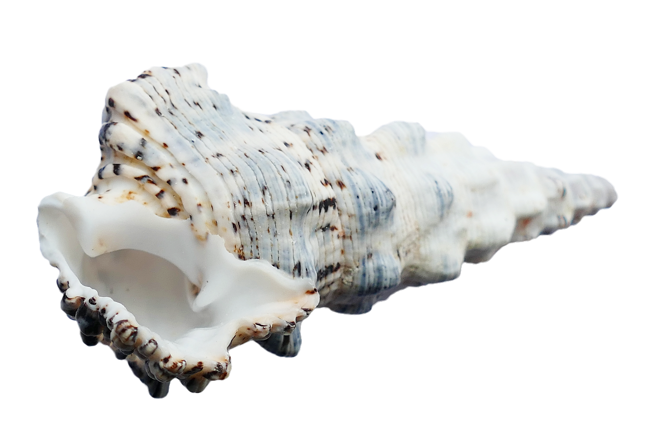 Spiraled Seashell Isolatedon Black PNG with transparent background