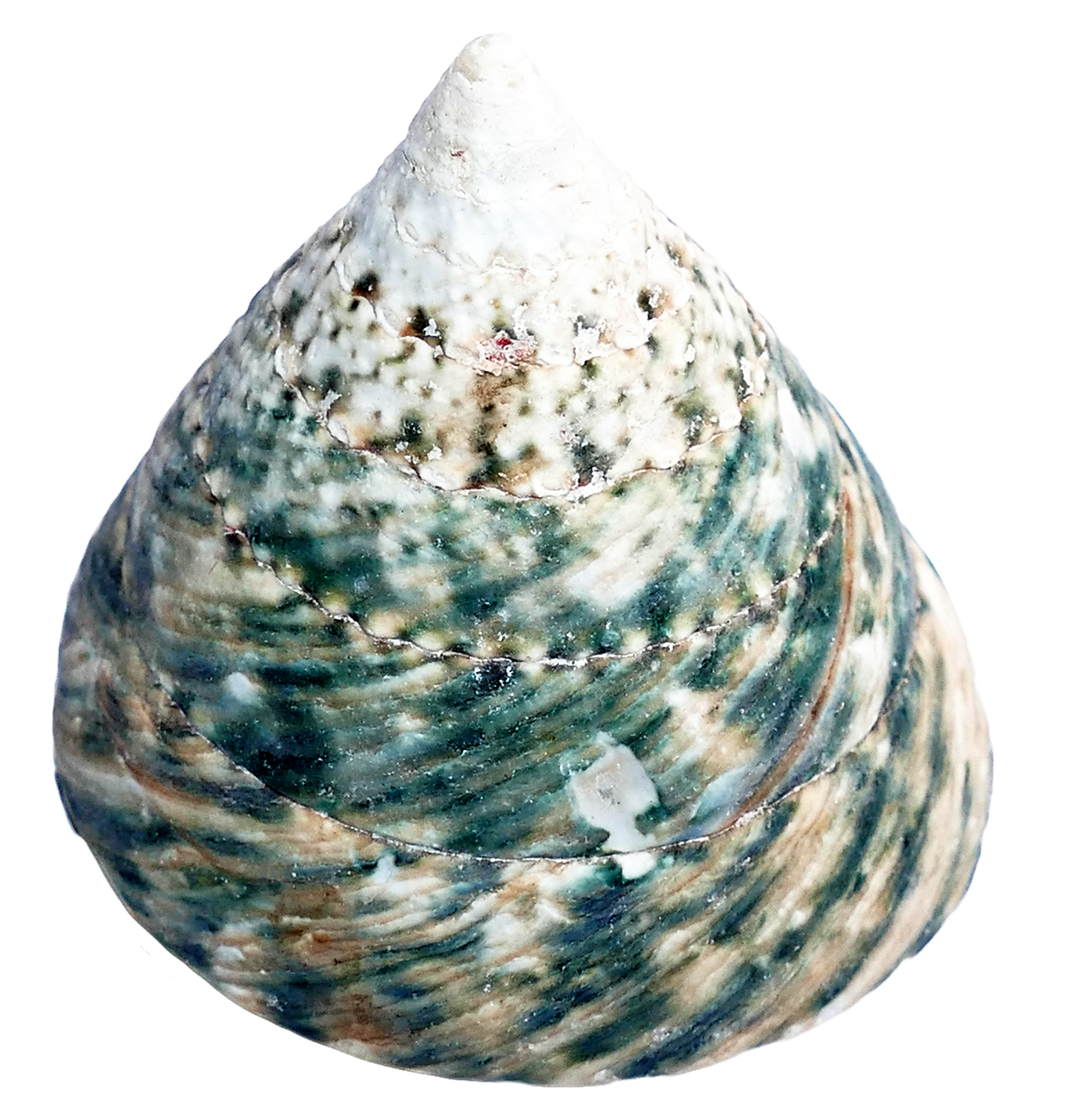 Spiraled Seashell Texture