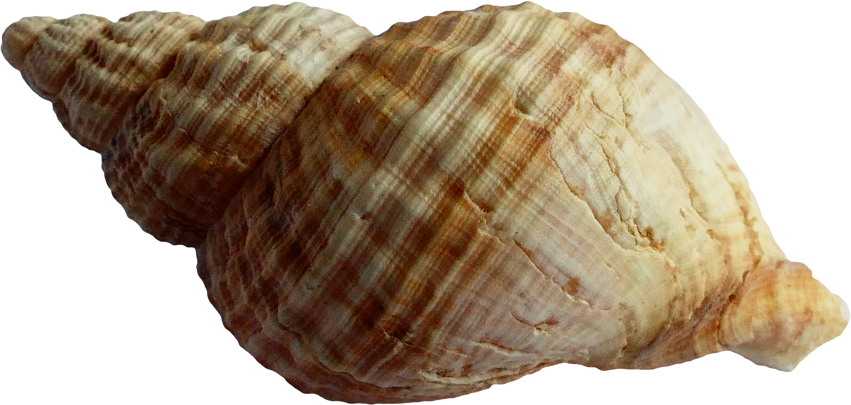 Spiraled Seashell Texture