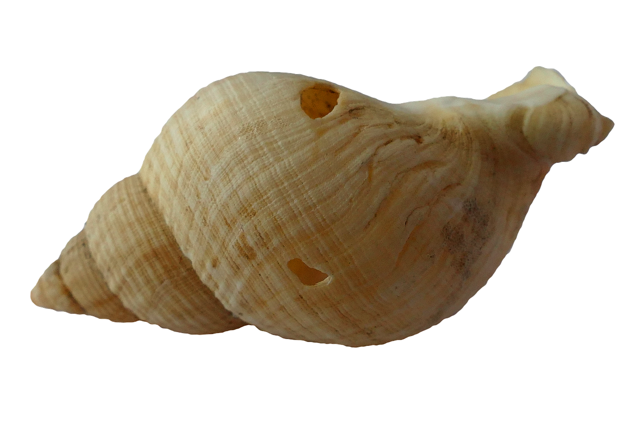 Spiraled Seashellon Black Background PNG with transparent background