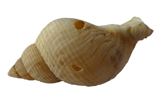 Spiraled Seashellon Black Background PNG with transparent background