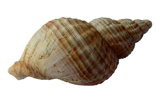 Spiraled Seashellon Black Background PNG with transparent background