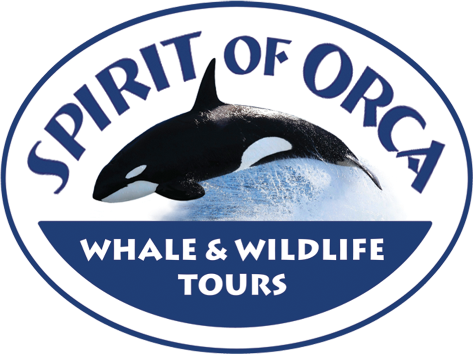 Spirit Of Orca , Png Download - Killer Whale, Transparent Png PNG with transparent background