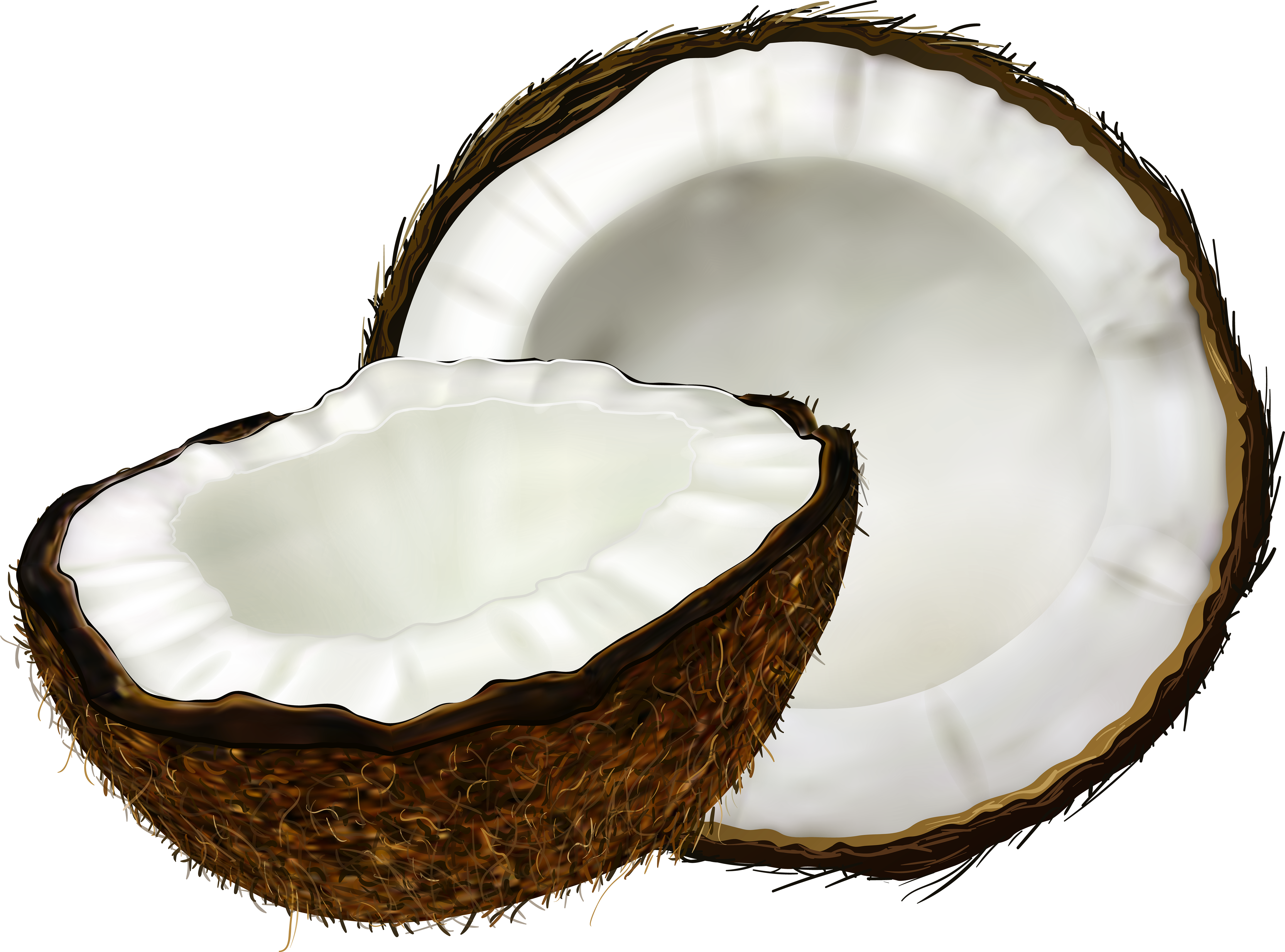 Coconut Transparent Background, HD Png Download PNG with transparent background