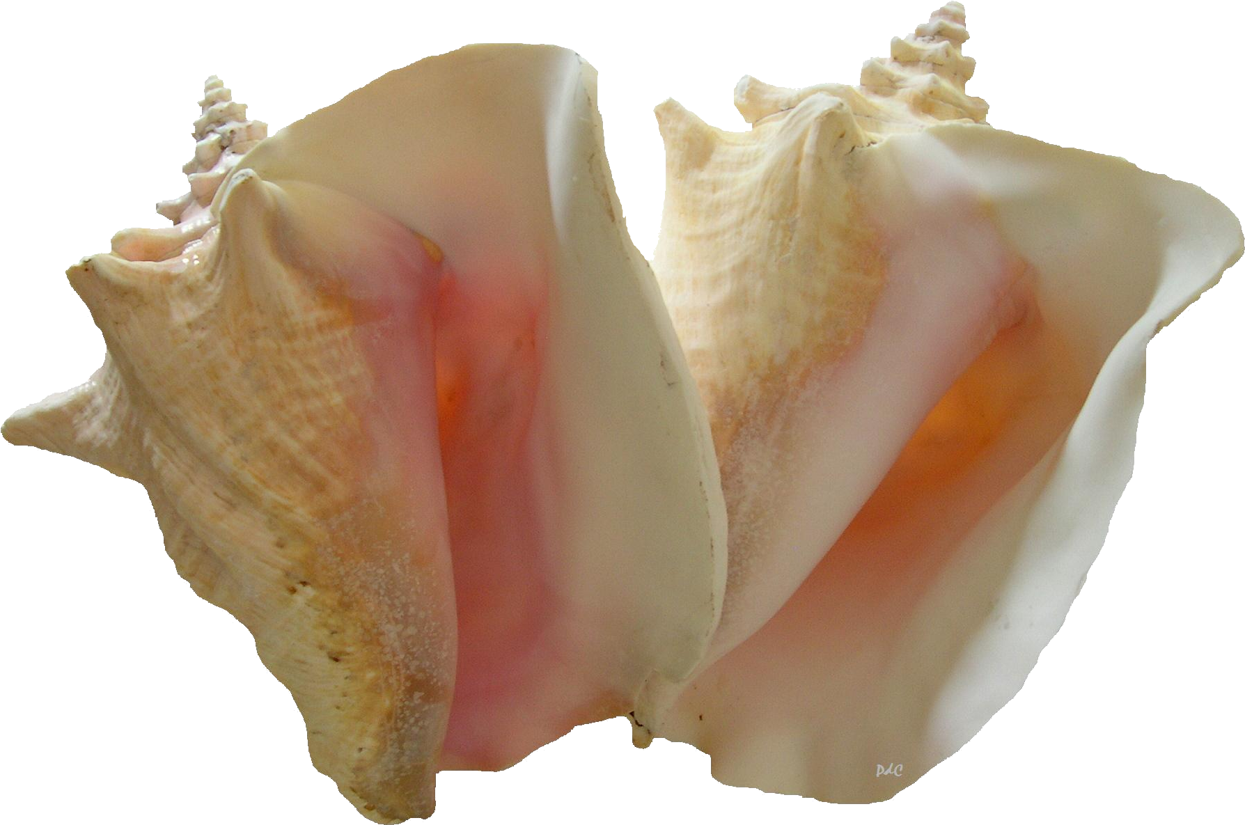 Split Conch Shell Transparent Background