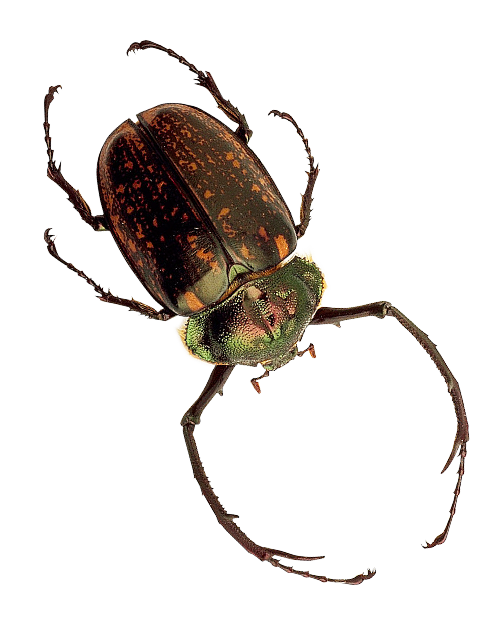 Spotted Beetle Specimen PNG with transparent background