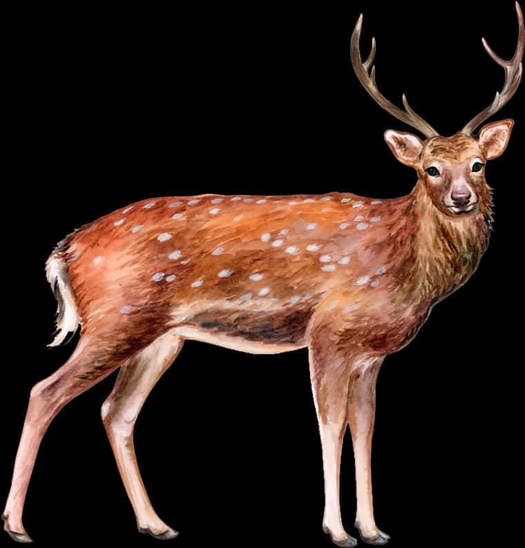 Spotted Deer Illustration