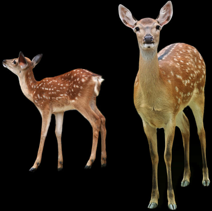 Spotted Deerand Fawn Black Background