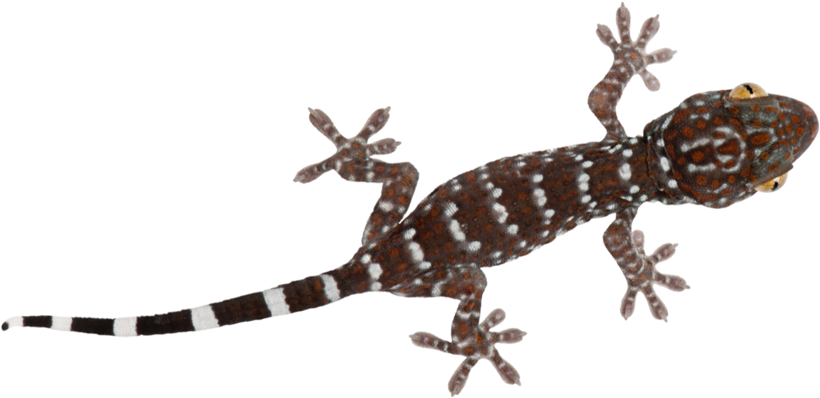 Spotted Geckoon Teal Background